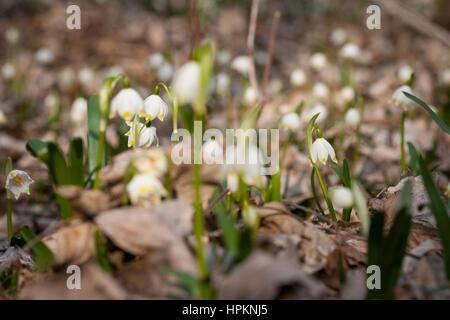 Frühling-Schneeflocke wächst wild im mittleren und südlichen Europa, mit Ausnahme des Mittelmeers. Stockfoto