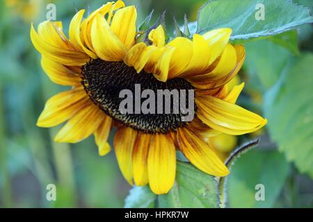 Eine Sonnenblume Helianthus Annuus blühen im Herbst Stockfoto