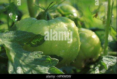 New Jersey frische Fleischtomaten wachsen auf Rebe nach dem Regen nicht noch reif.  Eine gemeinsame Gemüse (oder Obst) finden Sie unter Bauernhof steht. Stockfoto