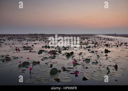 Tagesanbruch auf Talay Bua Daeng, roter Lotus See außerhalb von Udon Thani, Thailand Stockfoto