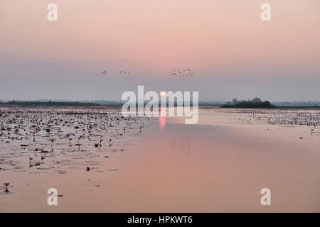 Sonnenaufgang am Talay Bua Daeng, roter Lotus See außerhalb von Udon Thani, Thailand Stockfoto