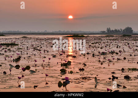 Sonnenaufgang am Talay Bua Daeng, roter Lotus See außerhalb von Udon Thani, Thailand Stockfoto