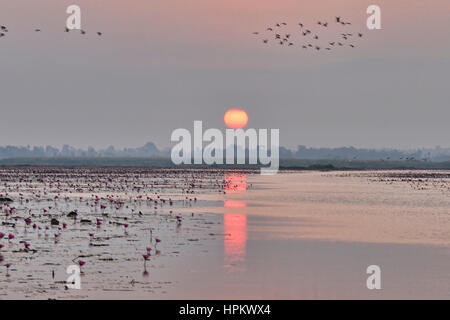 Sonnenaufgang am Talay Bua Daeng, roter Lotus See außerhalb von Udon Thani, Thailand Stockfoto