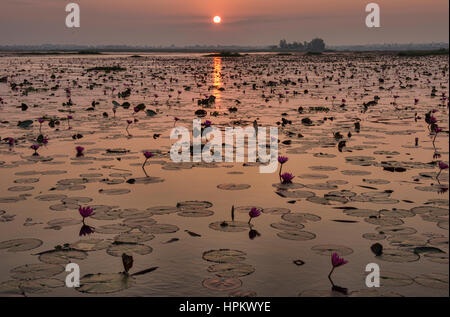 Sonnenaufgang am Talay Bua Daeng, roter Lotus See außerhalb von Udon Thani, Thailand Stockfoto