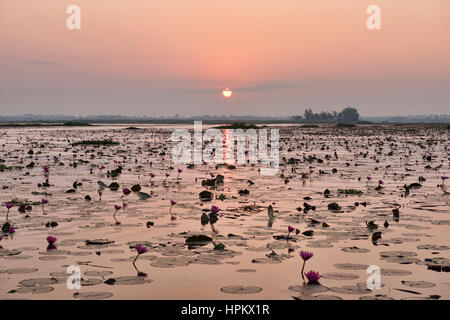 Sonnenaufgang am Talay Bua Daeng, roter Lotus See außerhalb von Udon Thani, Thailand Stockfoto