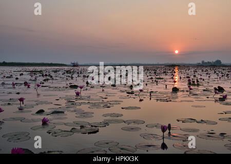 Sonnenaufgang am Talay Bua Daeng, roter Lotus See außerhalb von Udon Thani, Thailand Stockfoto