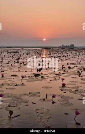 Sonnenaufgang am Talay Bua Daeng, roter Lotus See außerhalb von Udon Thani, Thailand Stockfoto