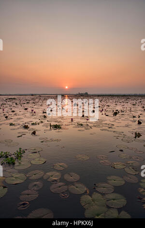 Sonnenaufgang am Talay Bua Daeng, roter Lotus See außerhalb von Udon Thani, Thailand Stockfoto