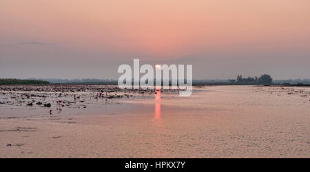 Sonnenaufgang am Talay Bua Daeng, roter Lotus See außerhalb von Udon Thani, Thailand Stockfoto