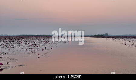 Sonnenaufgang am Talay Bua Daeng, roter Lotus See außerhalb von Udon Thani, Thailand Stockfoto