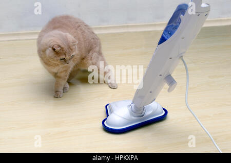 Staubsauger auf dem Boden mit einer überrascht, Katze Stockfoto