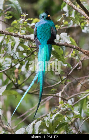 Resplendent Quetzal (Pharomachrus Mocinno) männlich costarica Stockfoto