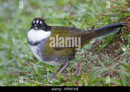 Kastanien-Capped Pinsel-Fink (Arremon Brunneinucha) costarica Stockfoto
