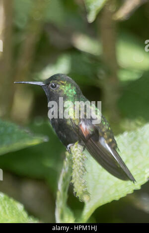 Schwarzbäuchigen Kolibri männlich (Eupherusa Nigriventris) costarica Stockfoto