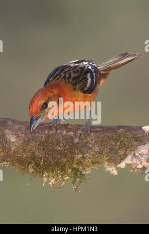 Flamme-farbige Voegel männlich (Piranga Bidentata) costarica Stockfoto