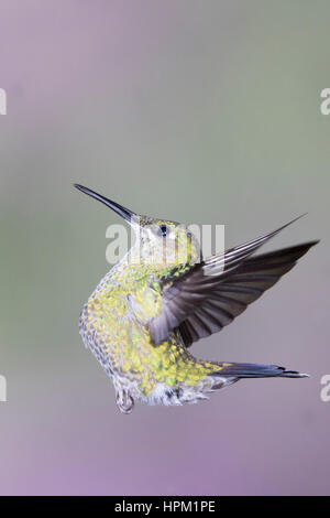 Grün-Breasted Mango Kolibri weiblichen fliegen (Anthracothorax Prevodtii) Costa Rica Stockfoto