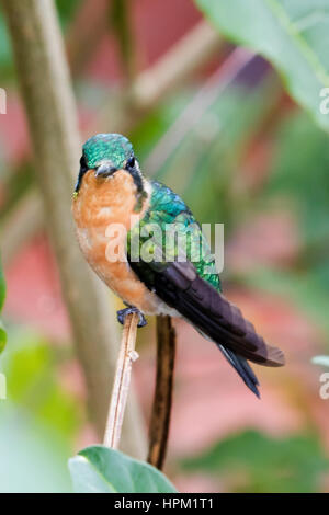 Weiße-Throated Kolibri Berg-Gem weiblich (Lampornis Castaneoventris) costarica Stockfoto