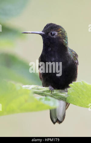 Schwarzbäuchigen Kolibri männlich (Eupherusa Nigriventris) costarica Stockfoto
