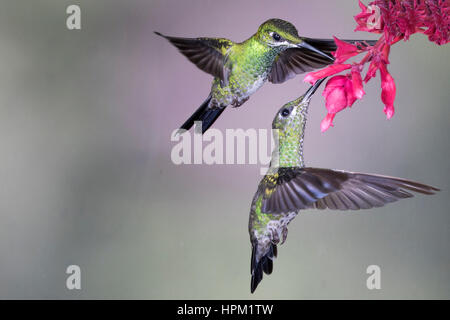 Paar Green-Crowned brillante Kolibris ernähren sich von Blumen (Heliodoxa Jacula) costarica Stockfoto