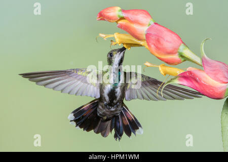 Grün-Breasted Mango Kolibri Weibchen ernähren sich von Blume (Anthracothorax Prevodtii) Costa Rica Stockfoto