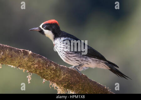 Eichel Specht (Melanerpes Formicivorus) costarica Stockfoto