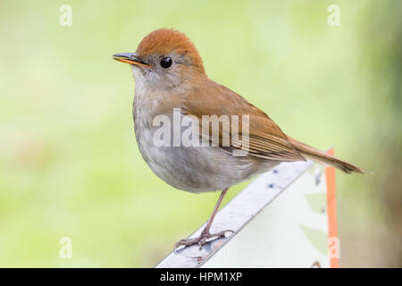 Wildfarben-Capped Nachtigall-Soor (Catharus Frantzii) costarica Stockfoto