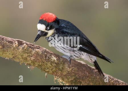 Eichel Specht (Melanerpes Formicivorus) costarica Stockfoto