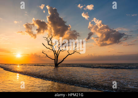 Die Sonne geht über einer einsamen Toten Eiche am Strand in Botany Bay Plantation WMA auf Edisto Island, South Carolina. Stockfoto