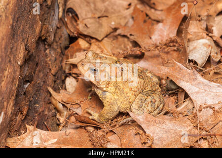 Eine amerikanische Kröte, Unterart östlichen amerikanische Kröte (Anaxyrus Americanus Americanus), sitzt unter Laub auf dem Boden in einem Wald Lebensraum. Stockfoto