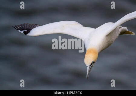 Nahaufnahme von einem Tölpel fliegen über das Meer Bempton Cliffs, England, UK Stockfoto
