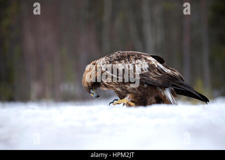 Steinadler (Aquila Chrysaetos) im Schnee Stockfoto