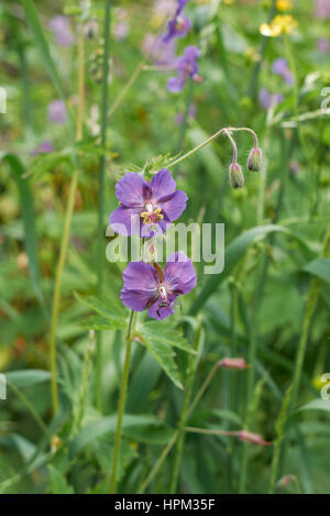 Geranium Phaeum hautnah Stockfoto