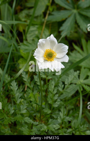 Pulsatilla alpina Stockfoto
