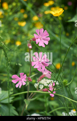 Silene Dioica Blume Stockfoto