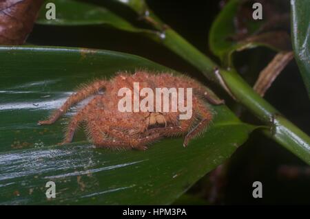 David-Bowie-Spinne (Heteropoda Davidbowie) auf einem Blatt im Regenwald in Ulu Semenyih, Selangor, Malaysia Stockfoto