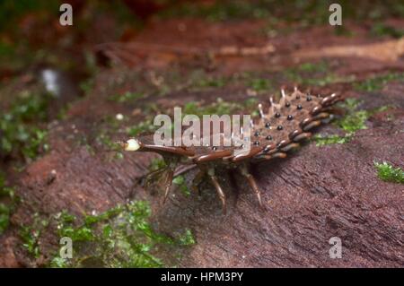 Eine weibliche Trilobit Käfer (Platerodrilus SP.) auf einem Baumstamm in den Regenwald bei Ulu Yam, Selangor, Malaysia Stockfoto