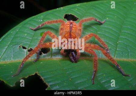 David Bowie Spinne (Heteropoda Davidbowie) mit einer Mahlzeit auf einem Blatt im Regenwald in Santubong Nationalpark, Sarawak, Ost-Malaysia, Borneo Stockfoto