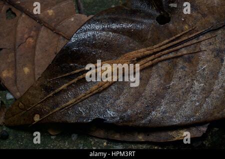 Eine Huntsman Spinne (Familie Sparassidae) ausgestreckt auf einem Toten Regenwald Blatt in Frasers Hill, Pahang, Malaysia Stockfoto