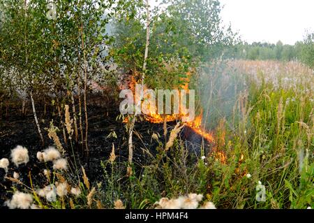 Feuer in den Hain. Adobe RGB Stockfoto