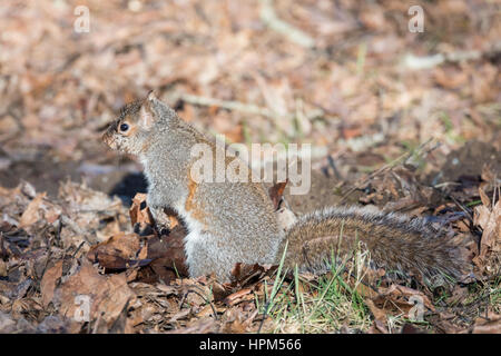 Eine östliche Gray (grau) Eichhörnchen auf Nahrungssuche für Samen an einem warmen Wintertag im pazifischen Nordwesten, wo sie eine eingeführten Arten sind. Stockfoto