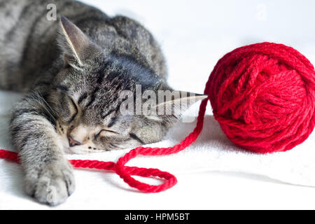 Schläfrige graue Katze und rote Kugel aus Wolle auf weißem Hintergrund Stockfoto