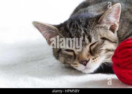 Schläfrige graue Katze und rote Kugel aus Wolle auf weißem Hintergrund Stockfoto