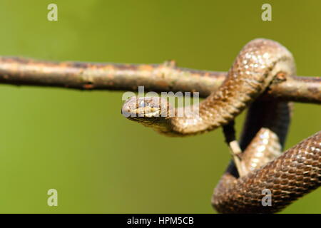 Nahaufnahme von Schlingnatter Klettern auf Ast (Coronella Austriaca) Stockfoto