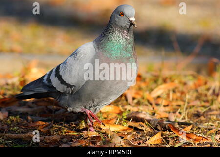 wilde Taube zu Fuß auf verblasste verlässt im Park (Columba Livia) Stockfoto