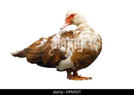 Muscovy Hausente (Cairina Moschata) isoliert auf weißem Hintergrund, Höhenplan Stockfoto