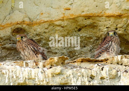 Jungfische Turmfalken am Nest (Falco Tinnunculus) Stockfoto