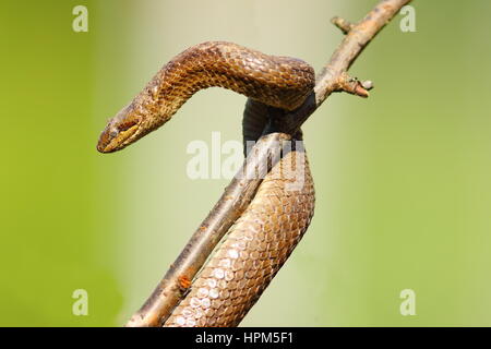 Schlingnatter schlüpften nach dem Winterschlaf, Klettern auf Ast (Coronella Austriaca) Stockfoto