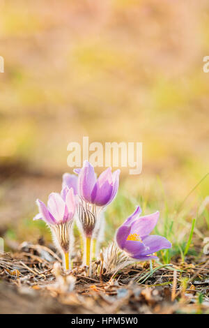 Wild-Frühling Blumen Pulsatilla Patens. Blühende Pflanze In der Familie Butterblume, heimisch in Europa, Russland, Mongolei, China, Kanada und USA. Stockfoto