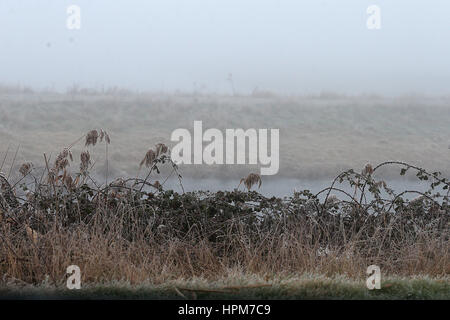 Nebel und Eis beeinträchtigt Verkehr in Canvey Insel, Essex und entlang der A13 in London. Auch Menschen gehen über ihren Tag in dichtem Nebel im Victoria Park, Hackney mit: Atmosphäre, Wetter Fotos wo: London, Vereinigtes Königreich bei: Kredit-23. Januar 2017: WEN Stockfoto