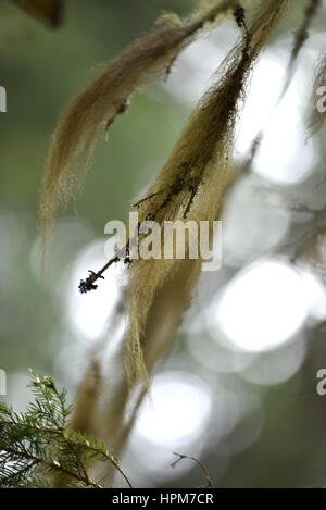 Usnea Barbata, alten Mannes Bart. Pilze leben in Symbiose mit Algen Stockfoto